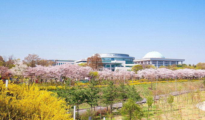Spring Special: Seoul Yeouido Cherry Blossom Walking Tour (+63 Square/Han River Cruise) (Mar 31~Apr 10)