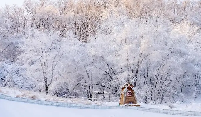 Yongpyong Ski Resort Ani-Fore (Animal Forest): Monorail + Alpaca Farm + Spruce Healing Forest Discount Ticket