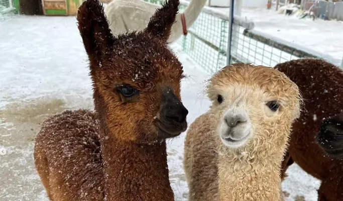 Yongpyong Ski Resort Ani-Fore (Animal Forest): Monorail + Alpaca Farm + Spruce Healing Forest Discount Ticket