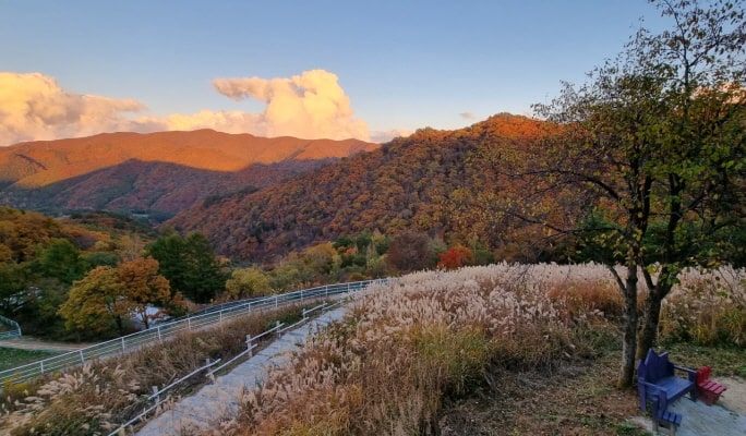 Yongpyong Ski Resort Ani-Fore (Animal Forest): Monorail + Alpaca Farm + Spruce Healing Forest Discount Ticket