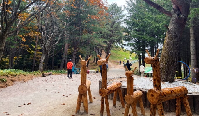 Yongpyong Ski Resort Ani-Fore (Animal Forest): Monorail + Alpaca Farm + Spruce Healing Forest Discount Ticket