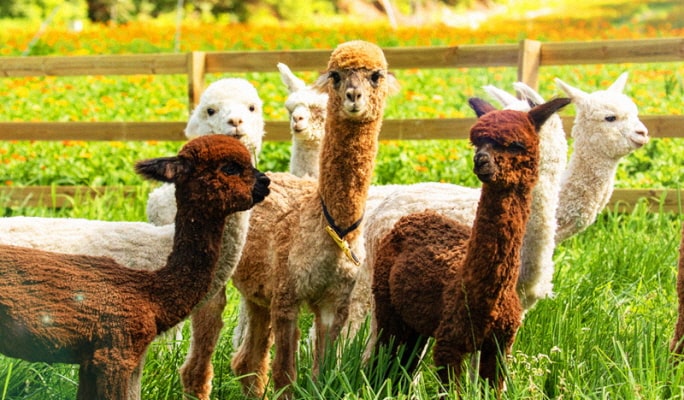 Yongpyong Ski Resort Ani-Fore (Animal Forest): Monorail + Alpaca Farm + Spruce Healing Forest Discount Ticket