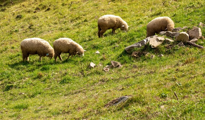 Yongpyong Ski Resort Ani-Fore (Animal Forest): Monorail + Alpaca Farm + Spruce Healing Forest Discount Ticket