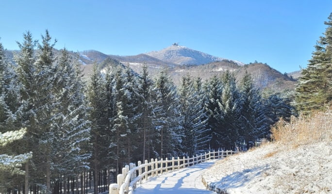 Yongpyong Ski Resort Ani-Fore (Animal Forest): Monorail + Alpaca Farm + Spruce Healing Forest Discount Ticket