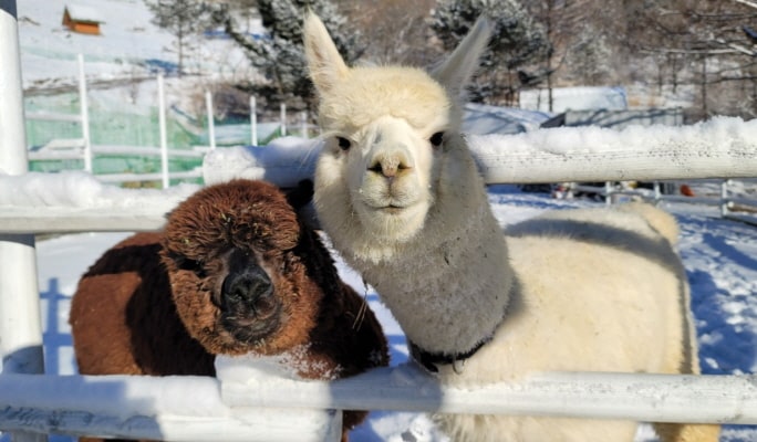 Yongpyong Ski Resort Ani-Fore (Animal Forest): Monorail + Alpaca Farm + Spruce Healing Forest Discount Ticket