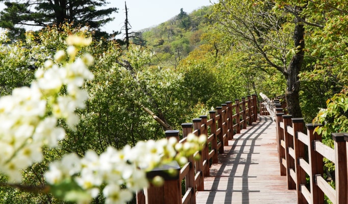 Yongpyong Resort Room & Balwangsan Cable Car Package (Spring/Summer/Fall)