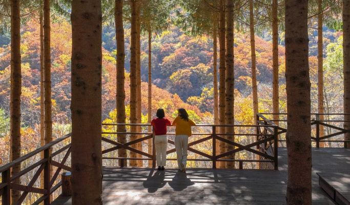Yongpyong Resort Room & Balwangsan Cable Car Package (Spring/Summer/Fall)