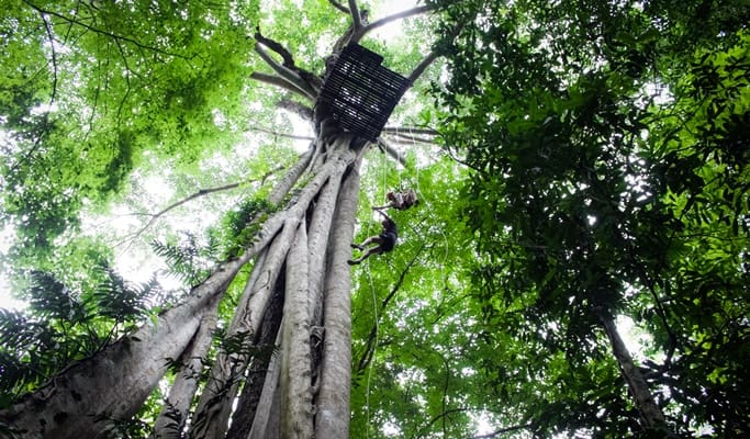 Flight of the Gibbon - 1 Day Zipline Adventure from Chiang Mai (+Segway Tour/Elephant Sanctuary Visit)