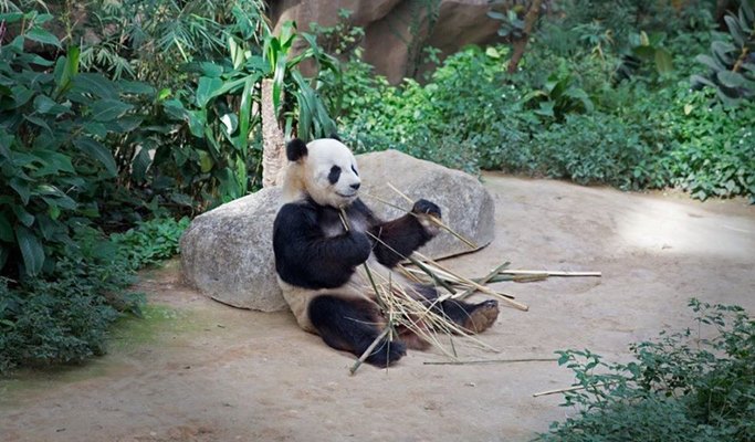 Kuala Lumpur Zoo Negara (National Zoo of Malaysia) (+ Giant Panda Conservation Center) Ticket