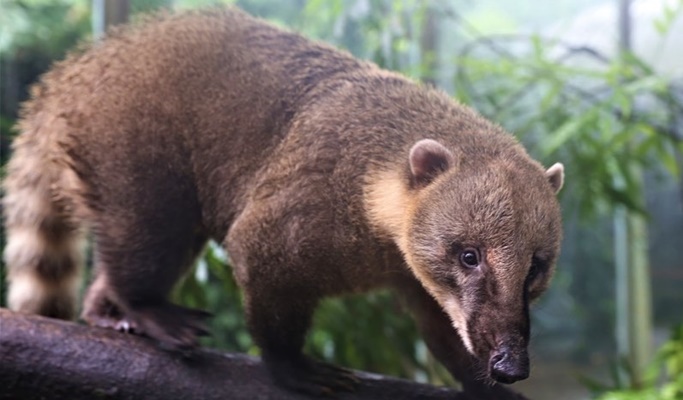 Kuala Lumpur Zoo Negara (National Zoo of Malaysia) (+ Giant Panda Conservation Center) Ticket