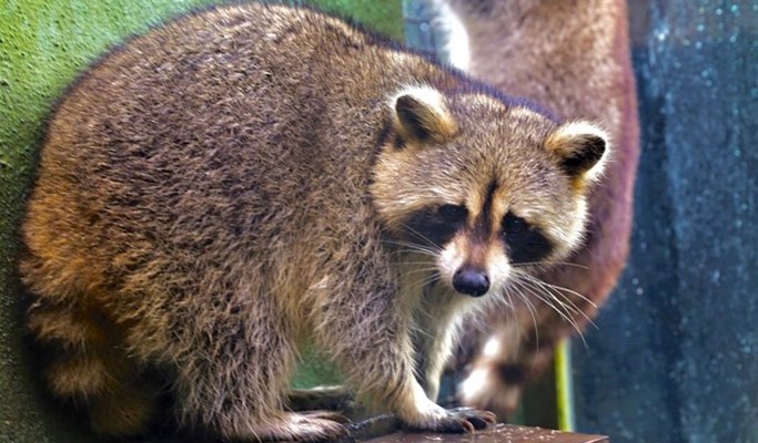 Kuala Lumpur Zoo Negara (National Zoo of Malaysia) (+ Giant Panda Conservation Center) Ticket
