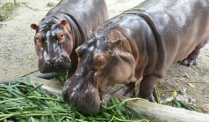Kuala Lumpur Zoo Negara (National Zoo of Malaysia) (+ Giant Panda Conservation Center) Ticket