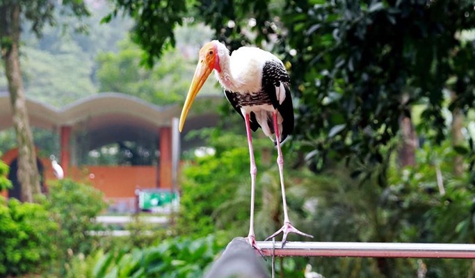 Kuala Lumpur Zoo Negara (National Zoo of Malaysia) (+ Giant Panda Conservation Center) Ticket