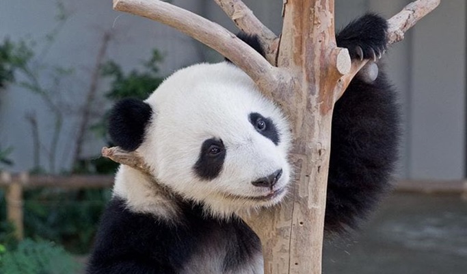 Kuala Lumpur Zoo Negara (National Zoo of Malaysia) (+ Giant Panda Conservation Center) Ticket
